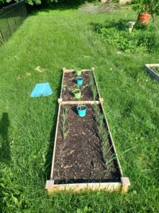 Growing Organic Vegetables in Your Back Garden McHenry Illinois"